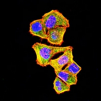 CD107a Mouse Monoclonal Antibody