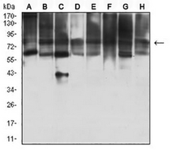 KAT7 Mouse Monoclonal Antibody