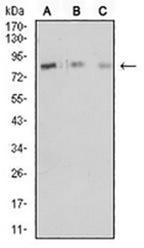 CD18 Mouse Monoclonal Antibody