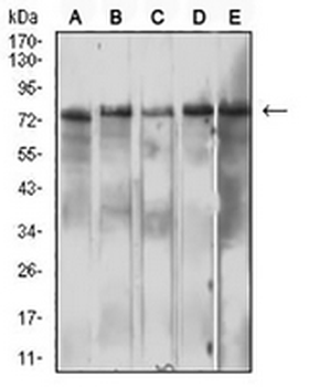 CD210b Mouse Monoclonal Antibody