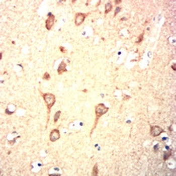 GPR83 Mouse Monoclonal Antibody