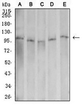 Dynamin 2 Mouse Monoclonal Antibody
