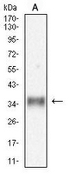 MDL-1 Mouse Monoclonal Antibody