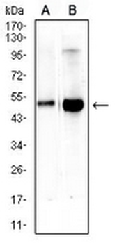 CD66d Mouse Monoclonal Antibody