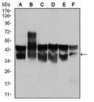 CDK2 Mouse Monoclonal Antibody