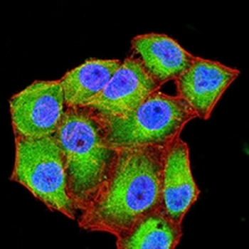CD99 Mouse Monoclonal Antibody