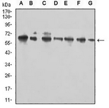CD96 Mouse Monoclonal Antibody