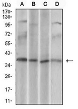 CD68 Mouse Monoclonal Antibody