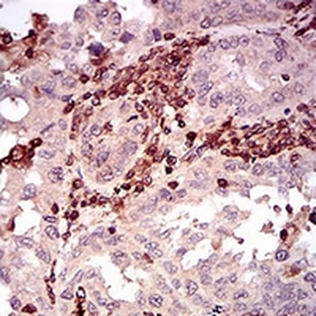 CD68 Mouse Monoclonal Antibody