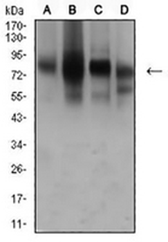 CD44 Mouse Monoclonal Antibody