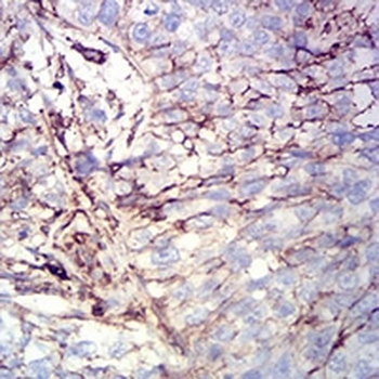 CD44 Mouse Monoclonal Antibody