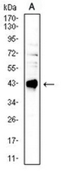 CD40 Mouse Monoclonal Antibody