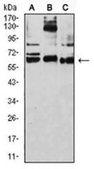 CD209 Mouse Monoclonal Antibody