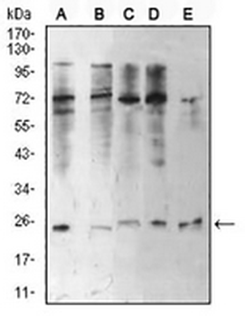 HP1 alpha Mouse Monoclonal Antibody