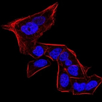 HP1 alpha Mouse Monoclonal Antibody