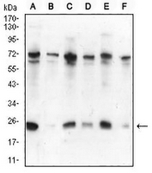 HP1 alpha Mouse Monoclonal Antibody