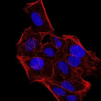 HP1 alpha Mouse Monoclonal Antibody