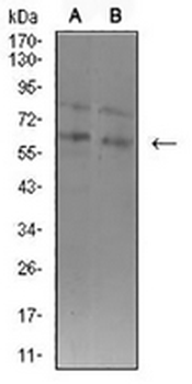 ASH2L Mouse Monoclonal Antibody