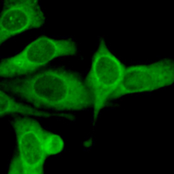 GPR100 Rabbit Polyclonal Antibody