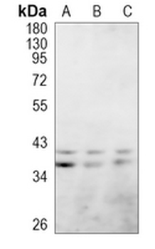 CD48 Rabbit Polyclonal Antibody