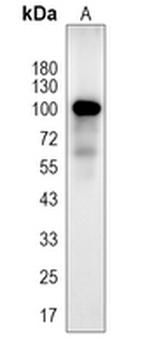 Fibrinogen alpha Rabbit Monoclonal Antibody