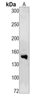 c-Met (Phospho-Y1349) Rabbit Monoclonal Antibody