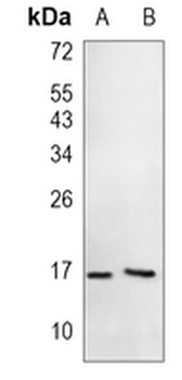 Histone H3 (Phospho-T3) Rabbit Monoclonal Antibody
