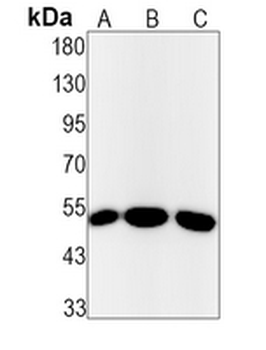 Lumican Rabbit Monoclonal Antibody