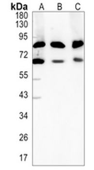 RANGAP1 Rabbit Monoclonal Antibody