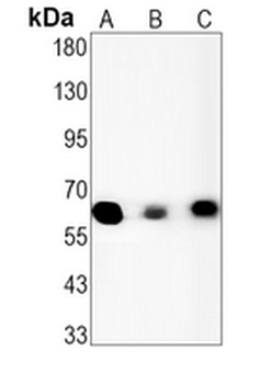 USP22 Rabbit Monoclonal Antibody