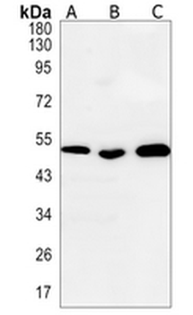 Ephrin B2 Rabbit Monoclonal Antibody
