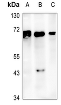 SHPTP2 Rabbit Monoclonal Antibody