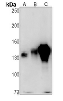 CD29 Rabbit Monoclonal Antibody