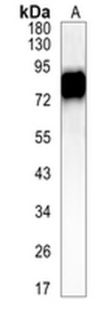 CD44 Rabbit Monoclonal Antibody