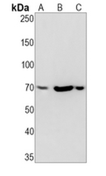 BLNK Rabbit Monoclonal Antibody