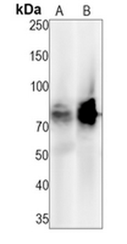 CD58 Rabbit Monoclonal Antibody