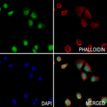 Rbx1 Rabbit Monoclonal Antibody