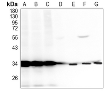 p34-ARC Rabbit Monoclonal Antibody