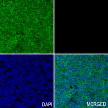 TRIM25 Rabbit Monoclonal Antibody