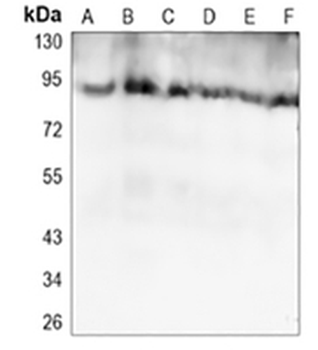 ATG9A Rabbit Monoclonal Antibody