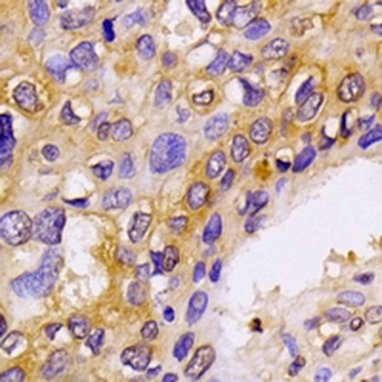 ATG9A Rabbit Monoclonal Antibody