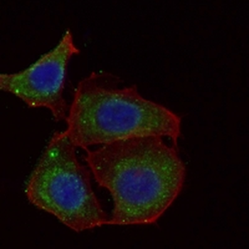 RAB7A Rabbit Monoclonal Antibody