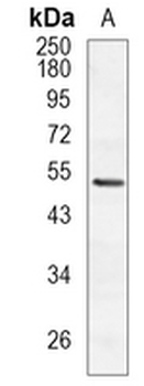 COPS4 Rabbit Monoclonal Antibody