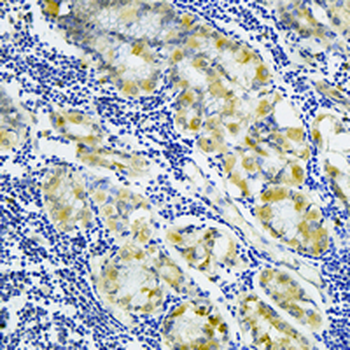 E2F4 Rabbit Monoclonal Antibody