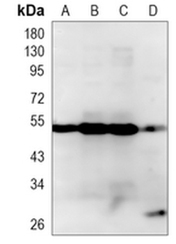 KLF4 Rabbit Monoclonal Antibody
