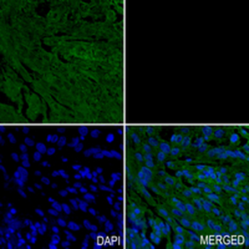 PGC1 alpha/beta Rabbit Monoclonal Antibody