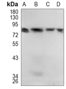 IKK alpha Rabbit Monoclonal Antibody
