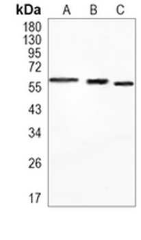 SMAD2 Rabbit Monoclonal Antibody