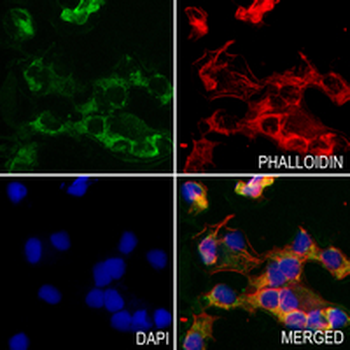 MRPS15 Rabbit Monoclonal Antibody