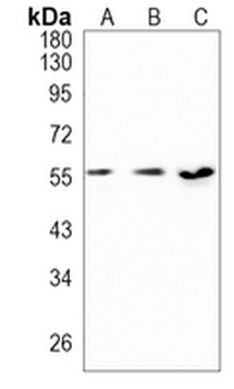 NUP50 Rabbit Monoclonal Antibody